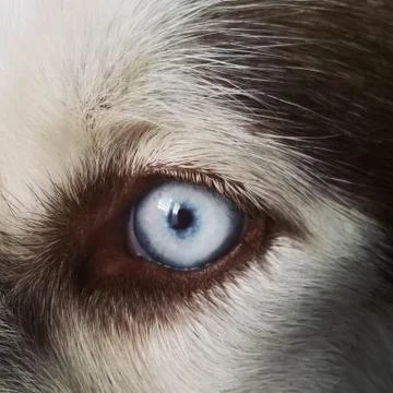 Piercing Eye Stock Photos