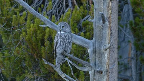 Piercing Eyes - Great grey owl in hunting! Stock Footage 324053779