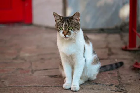 The piercing gaze of a cat Stock Photos