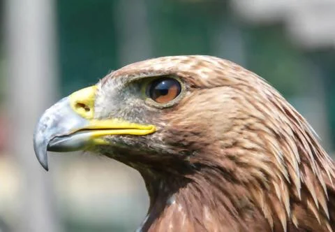 The Piercing Gaze of a Golden Eagle. Stock Photos