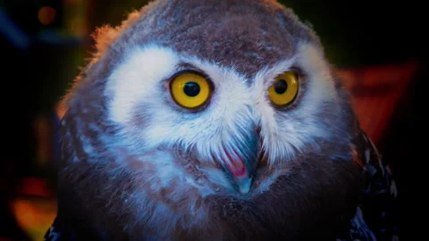 The piercing gaze of intense owl, its striking yellow eyes capturing the essence Stock Footage 250307418
