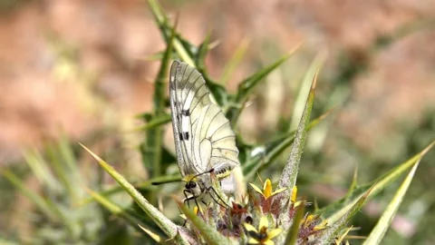 Pieridae family white butterfly on thorny bush Stock Footage