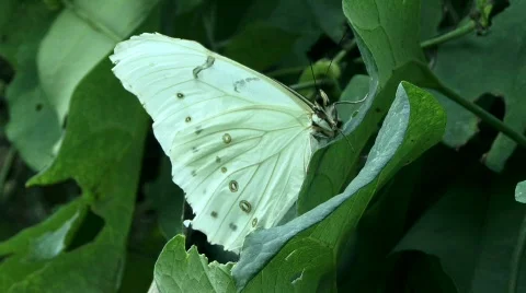 Pieridae Stock Footage 779167