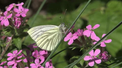 Pieride del Navone Pieris napi Stock Footage 255146284