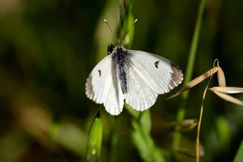 Pieris brassicae also called cabbage butterfly 写真素材