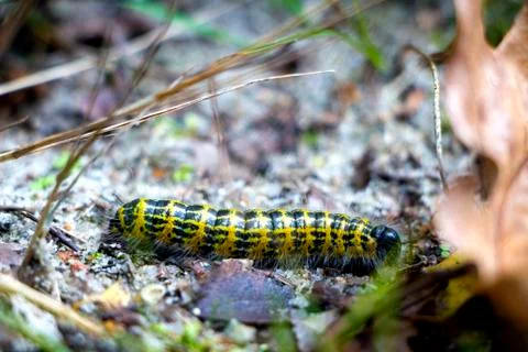 Pieris Brassicae Caterpillar 写真素材