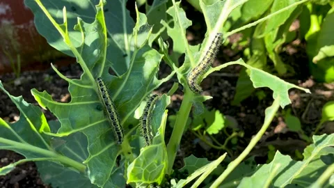 Pieris brassicae caterpillars eating cabbage leaves Stock Footage 306064371