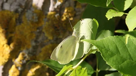 Pieris brassicae on a leaf of the tree Video stock 85047041