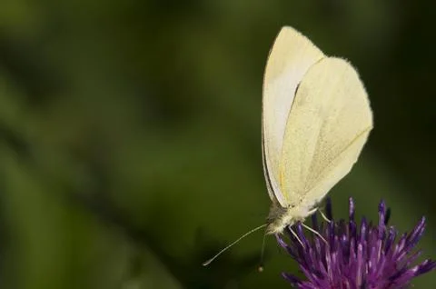 Pieris brassicae Stock Photos