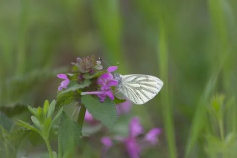 Pieris brassicae Fotos Stock