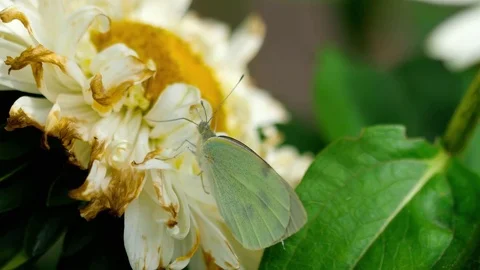 Pieris brassicae white butterfly Stock Footage