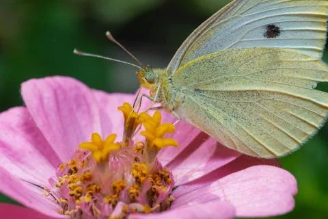 Pieris brassicae - white butterfly sits on a red flower and drinks nectar Stock Photos