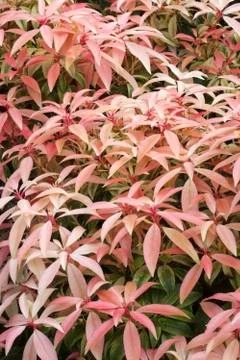 Pieris 'Forest Flame' Stock Photos