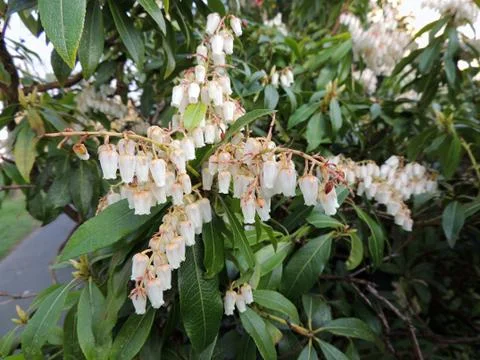 Pieris japonicum during flowering. Spring Stock Photos