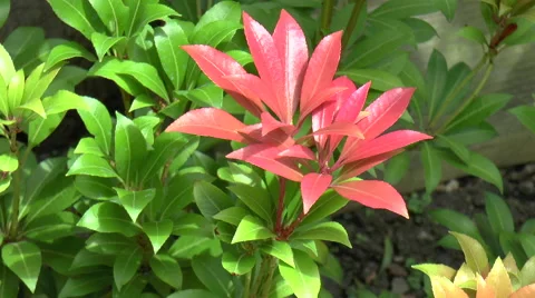 Pieris Mountain Fire plant Stock Footage 67564231