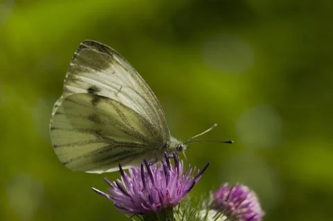 Pieris napi Stock Photos
