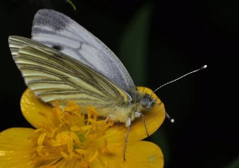 Pieris napi Stock Photos