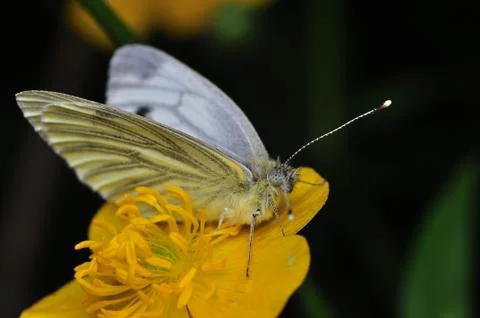 Pieris napi Stock Photos