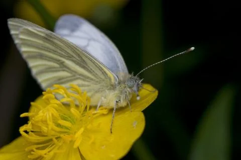 Pieris napi Stock Photos