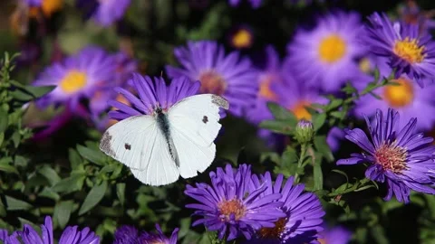 Pieris rapae cabbage white butterfly on aster dumosus blossoms. Stock Footage 309740748