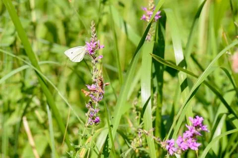 Pieris Rapae or Small Cabbage White Butterfly Фото