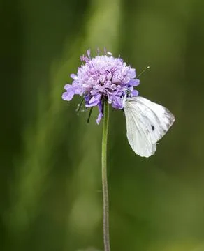A Pieris rapae Photos