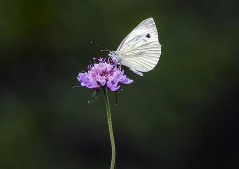 A Pieris rapae 库存照片