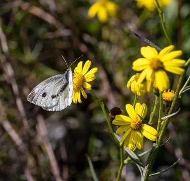 Pieris rapae small cabbage white butterfly on a senecio inaequidens or Foto stock
