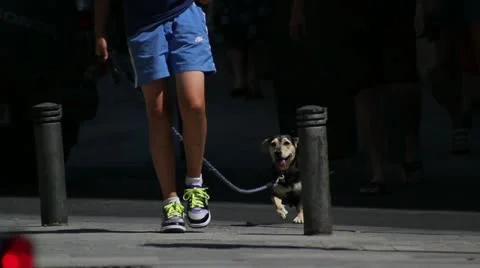 Piernas perro bruto Stock Footage 10887820