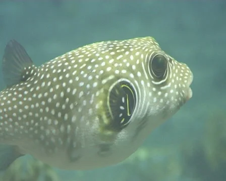 Piffer run 1 Stock Footage 30137102