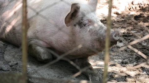 Pig 2 Stock Footage 91040058