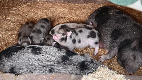 Pig 3 Stock Footage 260540391