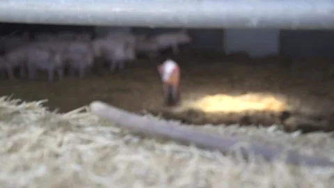Pig alone in the middle of his herd in pen Stock Footage 166393798