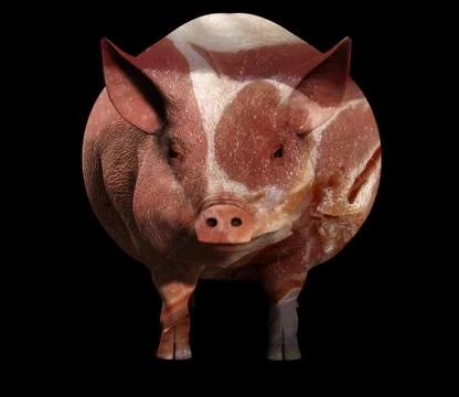 Pig And Bacon Stock Illustration