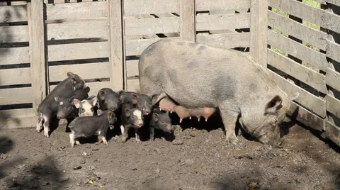 Pig And Piglets Stock Footage 905462