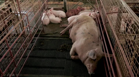 Pig and piglets in sty  스톡 동영상 56246600
