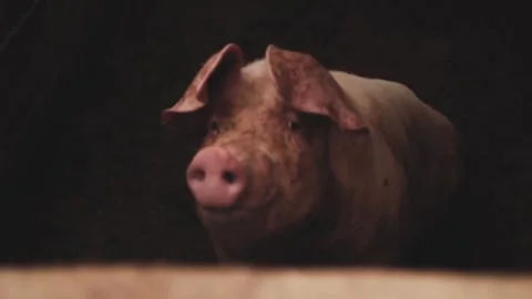 Pig animal Video stock 271347571