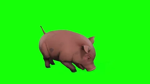 Pig Animation on Green Screen Stock Footage 312552880