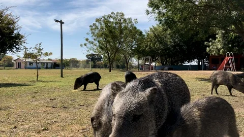 Pig attacks the camera as it pans down to film it Stock Footage 105326103
