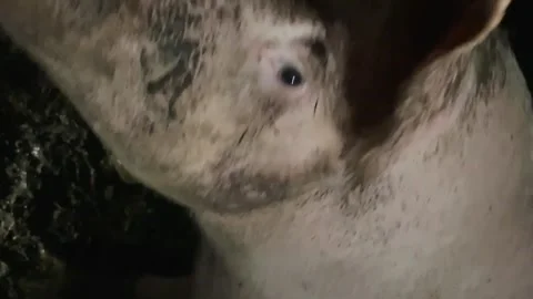 Pig in the barn Stock Footage 161993615