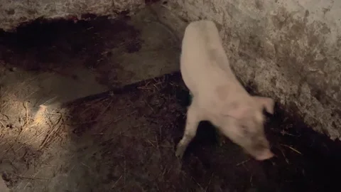 A pig in a barn Stock Footage 200019609