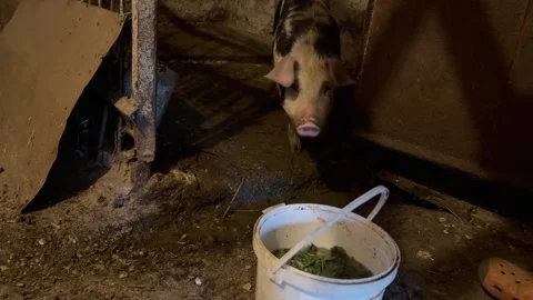 A pig in a barn Stock Footage 243607388