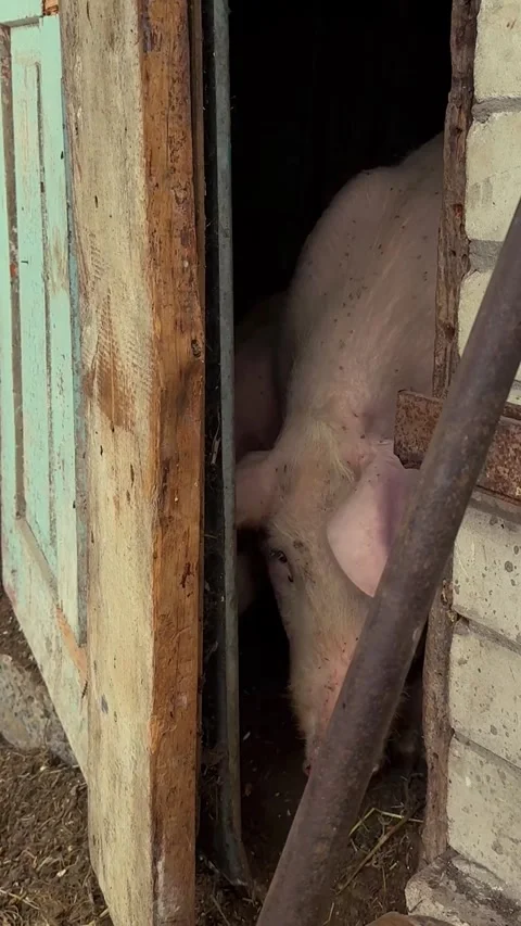 A pig in a barn Stock Footage 278480518