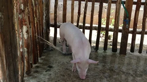 Pig bathing activities in stable Stock Footage 49147091
