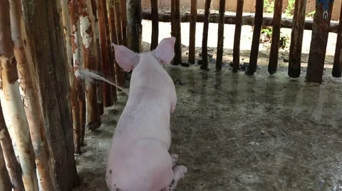 Pig bathing activities in stable Stock Footage 49147098
