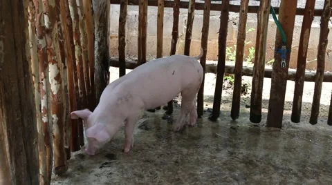 Pig bathing activities in stable Stock Footage 49147365