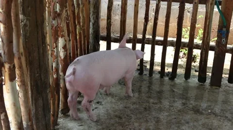 Pig bathing activities in stable Stock Footage 49147415
