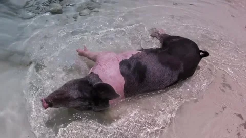 Pig on a Beach, Rolling in Water Video stock 255686360