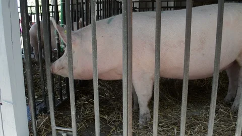 Pig behind bars Stock Footage 109072313