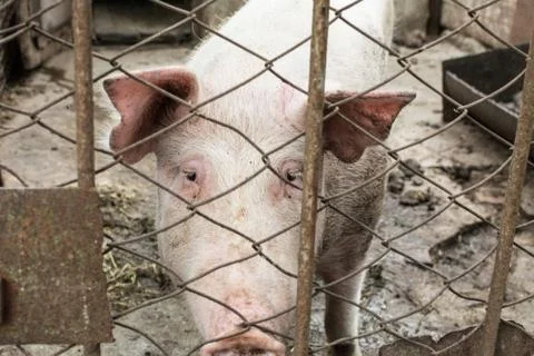 Pig behind bars Stock Photos